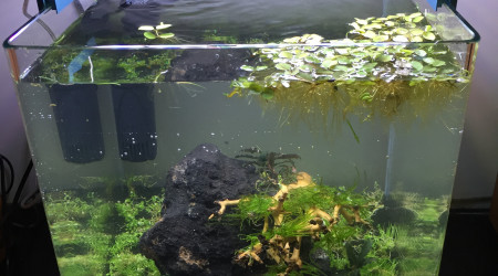 Plantation et mise en eau