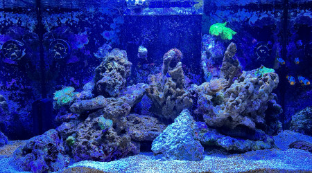 aquarium Sonoryum