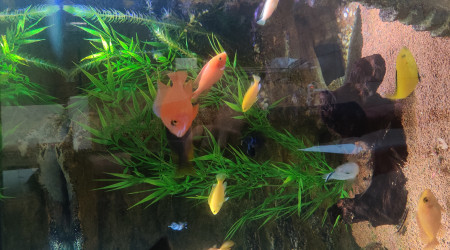 Pseudotropheus Socoloffi Albino