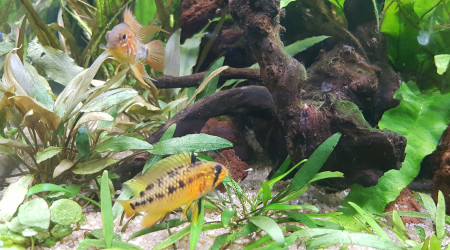 Première naissance A. Macmasteri