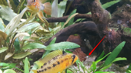 1ère naissance A. Macmasteri