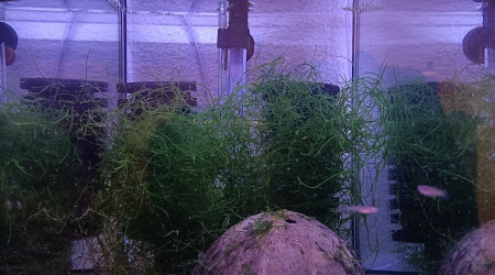 Fundulopanchax scheeli