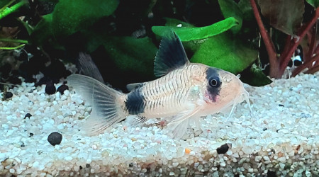 Corydoras panda