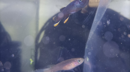 Couple Aphyosemion celiae celiae Teke CXC 21