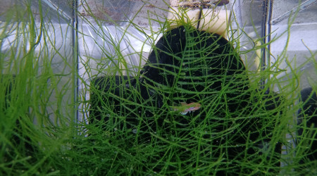 Fundulopanchax gardneri Nsukka