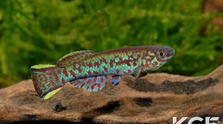 Fundulopanchax gardneri Nsukka