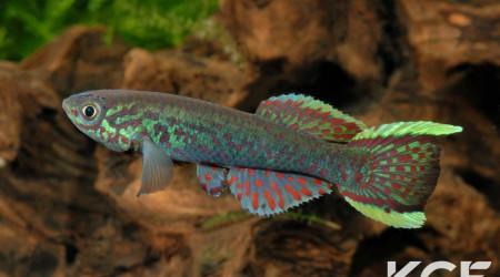 Fundulopanchax gardneri Nsukka