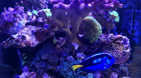aquarium Nano Récif