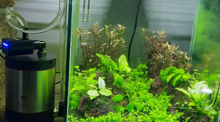 aquarium 20L cheminé