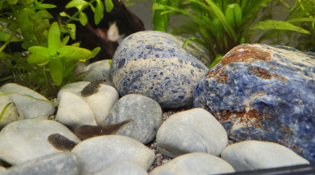 Loches de Bornéo Gastromyzon punctulatus