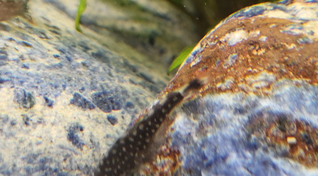 Loches de Bornéo Gastromyzon punctulatus