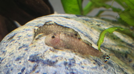 Loches de Bornéo Gastromyzon punctulatus