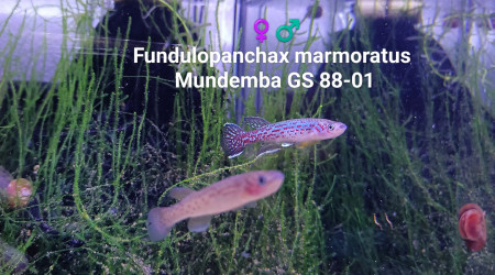aquarium 443 Quarantaine Fundulopanchax Marmoratus  Mundemba GS 88-01