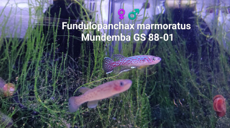 aquarium 443 Couple reproducteur Fundulopanchax Marmoratus  Mundemba GS 88-01
