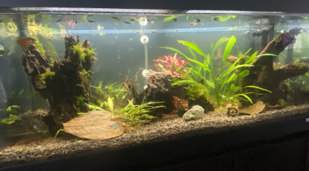 aquarium Fluval 240L