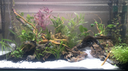 aquarium Premier vrai hardscape