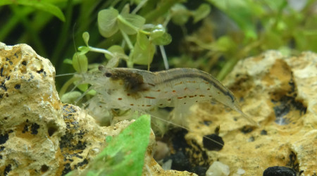 Sanctuaire  : Jour 22