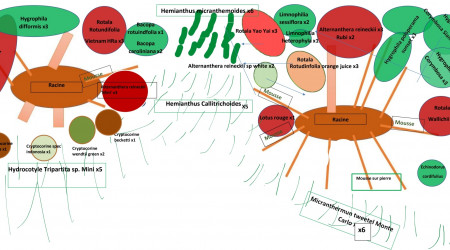 Nouveau schéma plantation suite à remise en eau