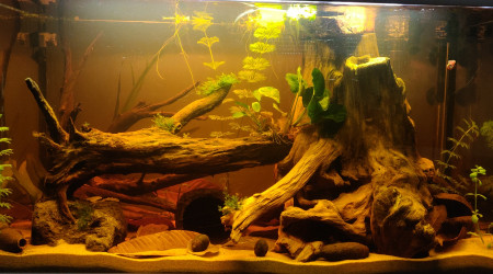 Les tanins se concentrent