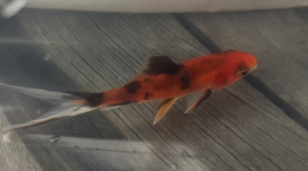 deux poissons au bassin