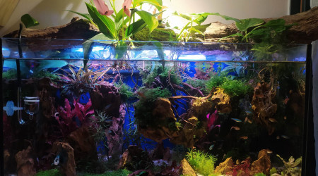 aquarium mon aqua