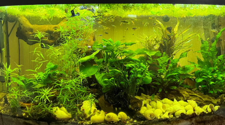 aquarium 180 litres