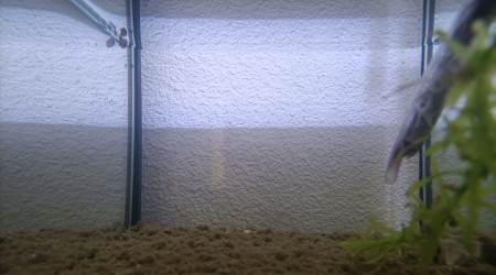 aquarium 211 libre pour nouvelle espèce