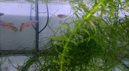 Couple ♀️♂️ Aphyosemion striatum Ncolamvan GEMHS 00-33