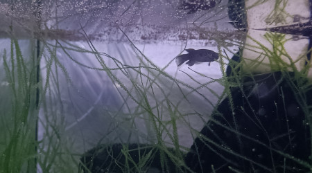 Fundulopanchax gardneri Nsukka