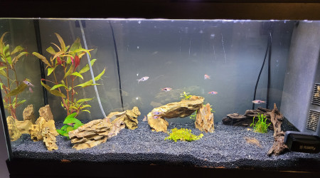 Introduction rasboras