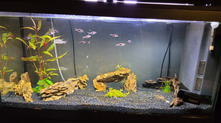 Introduction ramirezy