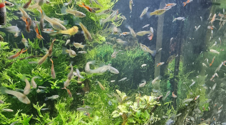 aquarium BAC GUPPYS  ET CREVETTES 100 L