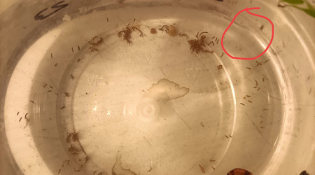 Naissance Alvin 24h Aphyosemion striatum Ncolamvan GEMHS 00-33