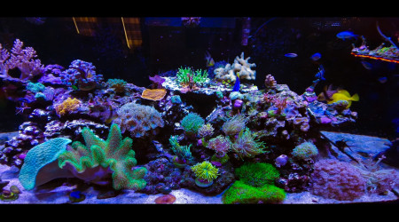 aquarium Xenia130