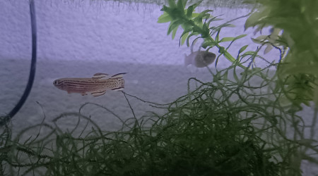 aquarium 323 Quarantaine Aphyosemion striatum Ncolamvan GEMHS 00-33
