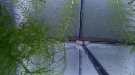 Aphyosemion schioetzi Ngombe Z 91-01