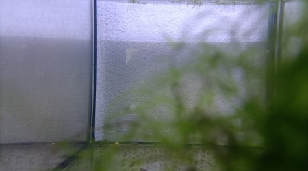aquarium 224 05 Jeune Fundulopanchax scheeli