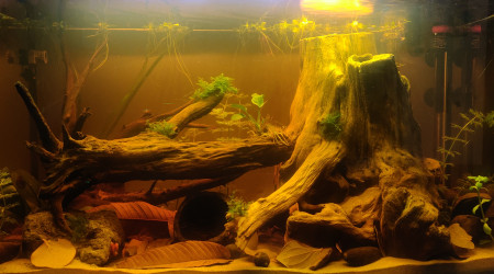 aquarium Type amazonien
