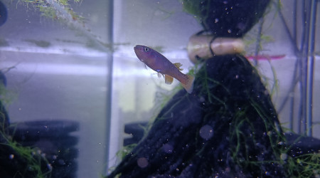 Femelle ♀️ Fundulopanchax scheeli