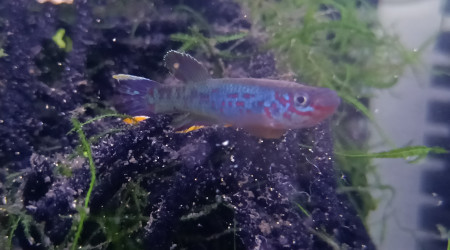 Mâle ♂️ Fundulopanchax scheeli