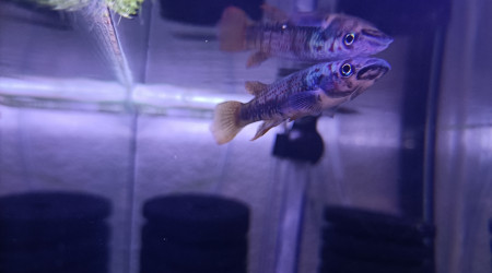 Mâle ♂️ Epiplatys SP. Boumayombi COCCA 19-09