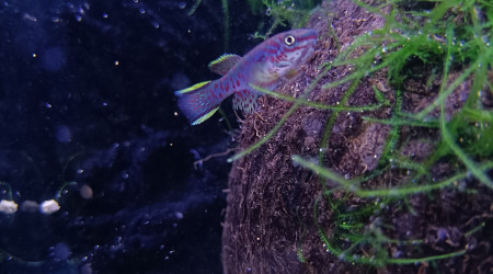 aquarium 244 Quarantaine Fundulopanchax gardneri Nsukka
