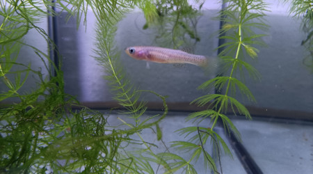 Femelle ♀️ Aphyosemion schioetzi Ngombe Z 91-01