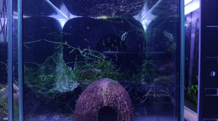 aquarium 234 01 Couple Fundulopanchax gardneri Nsukka