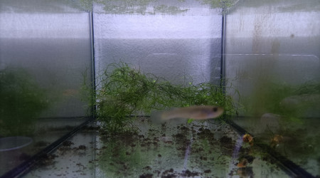 Aphyosemion aff. cognatum Mayitou-kou RC 19-59