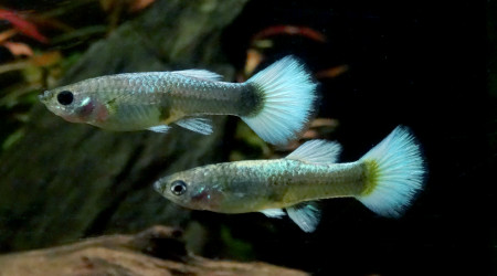 Mesdames et Monsieur P. R. Guppies