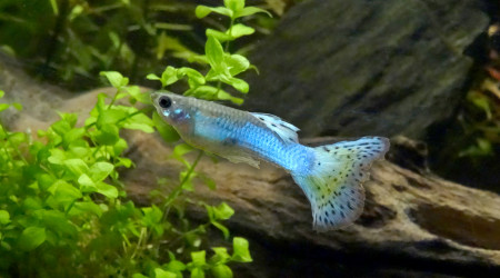 Mesdames et Monsieur P. R. Guppies