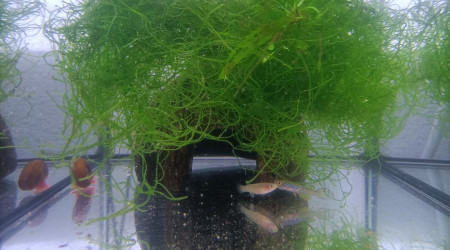 Fundulopanchax scheeli