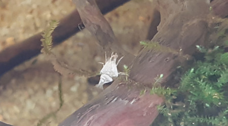 Les fifilles grandissent !!! Vivement les première repros ^^