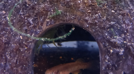 Femelle ♀️ Fundulopanchax scheeli